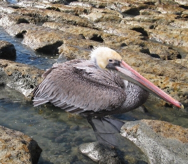 Creation of Bird: Step 7